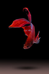 Betta fish, siamese fighting fish (Halfmoon betta )isolated on black background