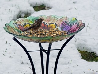 House sparrow (passer domesticus) eating seeds on a feeder against snow background