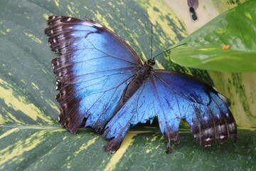 Blue Butterfly