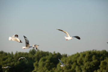 Seagulls from Siberia are flying  on the sky above the sea