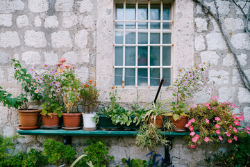 Fototapeta na wymiar Purslane flower on a wooden shelf near the wall of a house with a window behind a metal grate.