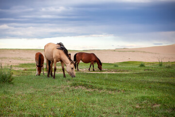 Mongol horses, a native breed of the country, are historically known for their role in the military campaigns of Genghis Khan