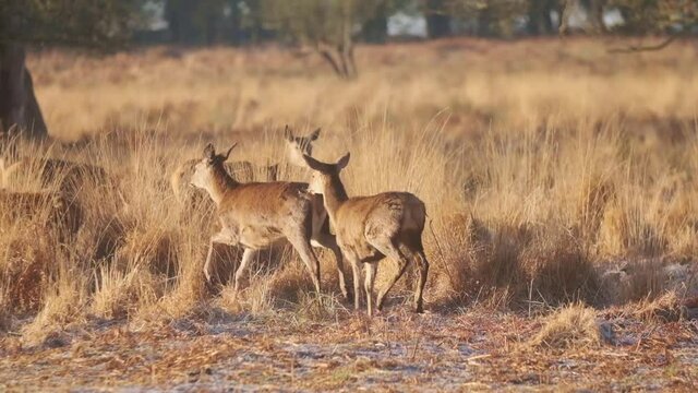 young Red deer chasing each other frosty winter morning slow motion