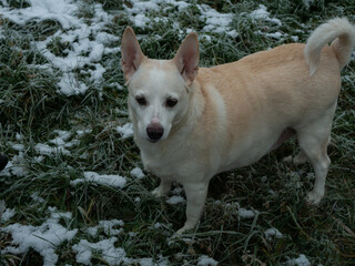 Dog in the clearing. Clear space for entry ready