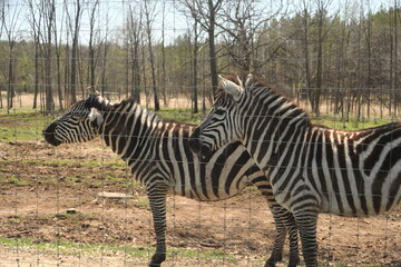 zebra eating grass