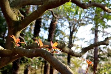 冬の公園　モッコクの木　風景