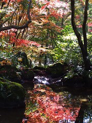 紅葉を始めた愛知県緑化センターのモミジ