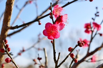 春の訪れ　冬　一月の紅梅　早咲き　風景