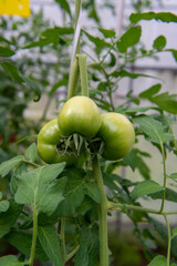 まだ青いトマト