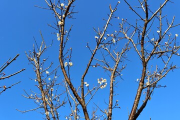 冬　一月の空と白梅　早咲き　風情のある　風景