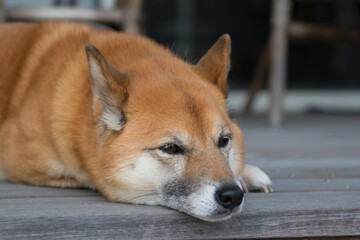 伏せする犬