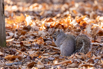 Eastern grey squirrel in the park