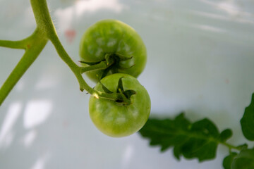赤くなる前のトマト