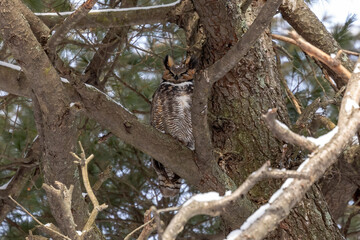 Great horned owl -  Bubo virginianus sitting on the pine tree