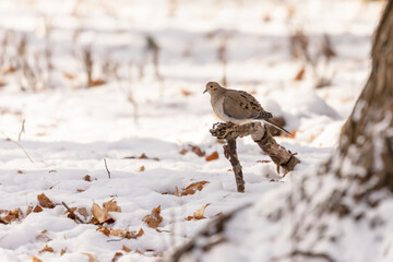 The mourning dove - Zenaida macroura in snowy forest