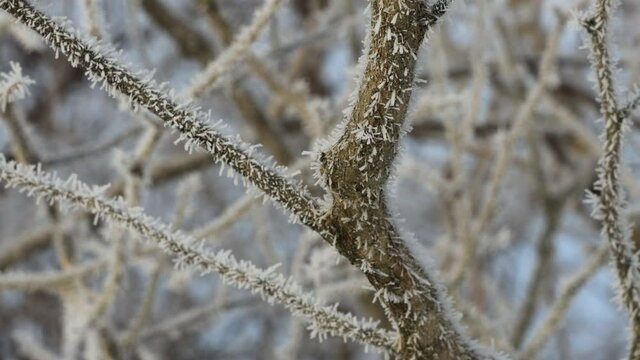 針状の氷がたくさんついた樹霜　冬　樹木　着氷　自然現象