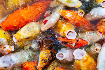 Obraz na płótnie Canvas Different colored fish carp, Hungry fish, Koi fish.