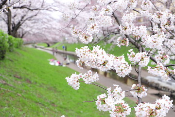 桜（ソメイヨシノ）