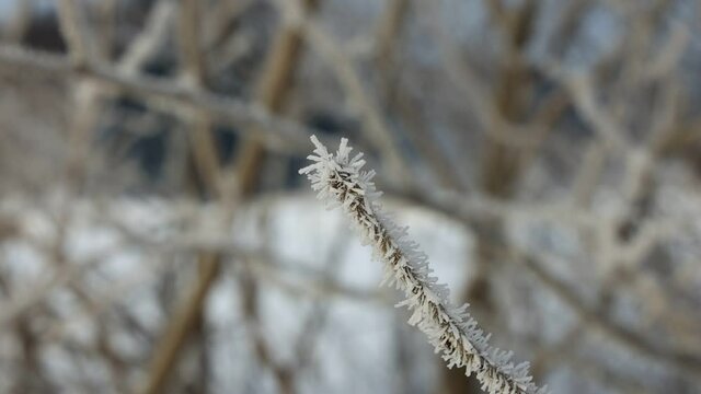 針状の氷がたくさんついた樹霜　冬　樹木　着氷　自然現象