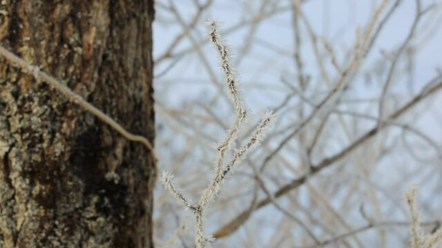 針状の氷がたくさんついた樹霜　冬　樹木　着氷　自然現象