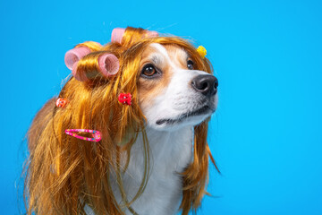 funny dog corgi pembroke in a bright yellow wig in curlers on a blue background. Grooming and care...