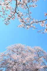 満開の桜と青空、日本の春の風景