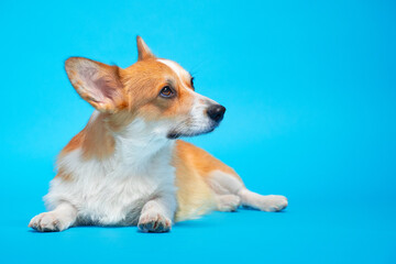 Lovely welsh corgi pembroke or cardigan dog lies impressively and calmly with its paws outstretched and looks away, blue background, copy space for advertising.