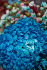Blue flowers, chrysanthemum in a blue color, Flower arrangement.