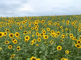 Campo de girassol, campos de girassol em dia nublado, plantação de girassol