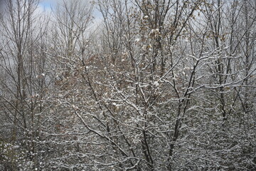 snow covered trees