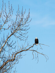 Bald Eagle in Bozeman MT, Vertical Image of Eagle