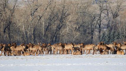 Famous Elk Herd of Bozeman Montana, Herd Sighting 2021