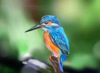 Beautiful bird in nature Common Kingfisher by handwriting 
