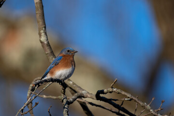 Bluebird