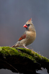 Northern Cardinal