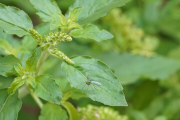 Close-up of green basil flowers with small insects perched on the leaves.