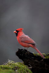 Northern Cardinal