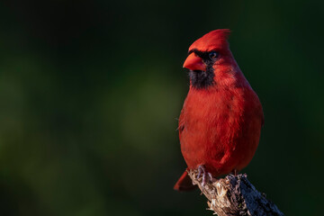 Northern Cardinal © Brian