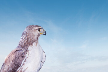 Wild bird of prey red tailed hawk looking into the blue sky