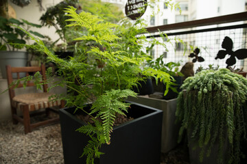 Landscaping and design. Beautiful fern Pteris tremula, also known as Shaking brake, green fronds...