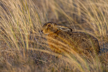 Feldhase (Lepus europaeus)