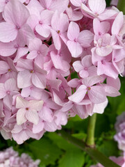 Light Pink Hydrangea Flowers