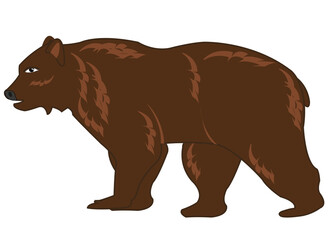 Fototapeta na wymiar Vector illustration of the wildlife brown bear