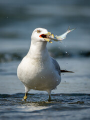 Seagull with a fish. 