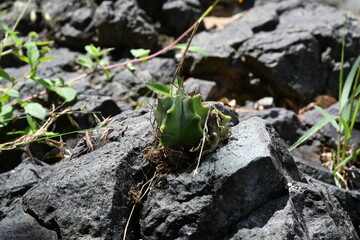 cactus on a stone