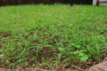 Green fresh grass on the roadside. Objects for agricultural products illustration.