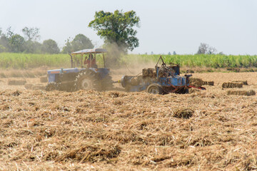 Sugarcane leaf compress by tractor in old sugarcane field