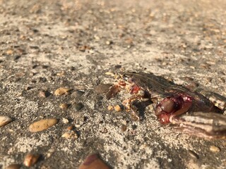 Photo of a frog being crushed on the road to death.