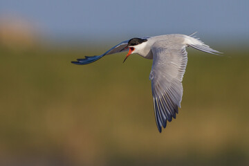 Flußseeschwalbe (Sterna hirundo)
