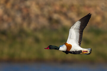 Brandgans (Tadorna tadorna)